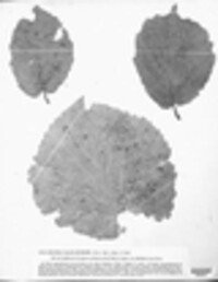 Sphaeria maculaeformis image